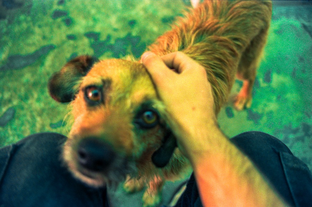 Brito- Guimarães. 2024.